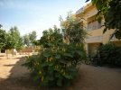 Bien arrosés, les arbres poussent
