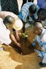 Chaque cellule de l'ASEM plante son arbre